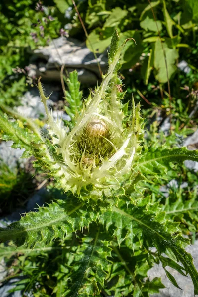 Alpine Sea Holly Eryngium Alpinum Vanoise National Park Savoie France — Stock Photo, Image