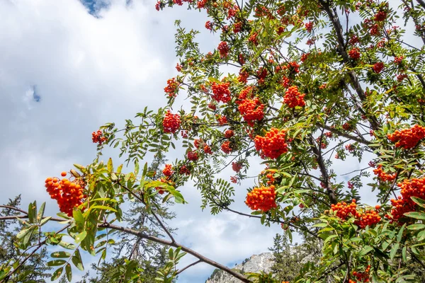 Rowan Tree Berries Vanoise National Park Valley Savoy French Alps — Stock Photo, Image