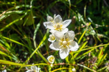 Parnassia palustris çiçekleri Fransa 'daki Vanoise Ulusal Parkı' na yakın görüşte