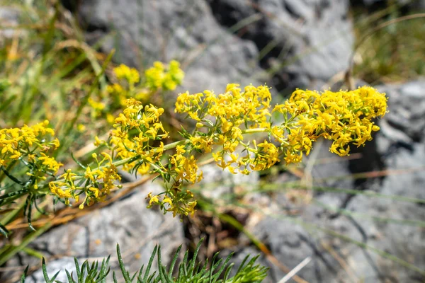 Galium Verum Dzikie Kwiaty Bliska Widok Parku Narodowym Vanoise Francja — Zdjęcie stockowe