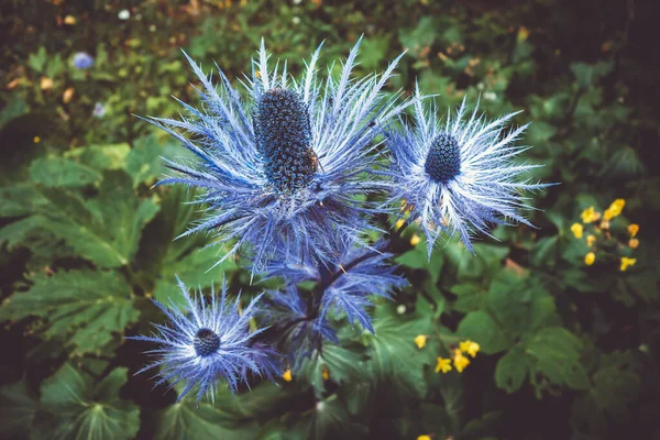 Alpine Sea Holly Eryngium Alpinum Vanoise National Park Savoie France — Stock Photo, Image