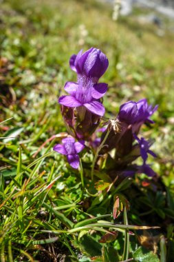 Gentianella Campestris, Vanoise Ulusal Parkı, Savoie, Fransa