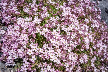 Gypsophila repens wild flowers close up view in Vanoise national Park, France clipart