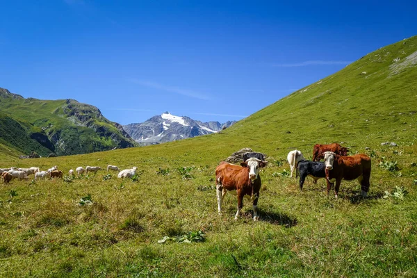 Vacas Pastos Alpinos Pralognan Vanoise Alpes Franceses —  Fotos de Stock