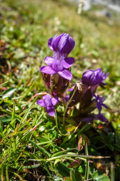 Field Gentian Gentianella Campestris Vanoise National Park Savoie France — Stock Photo, Image