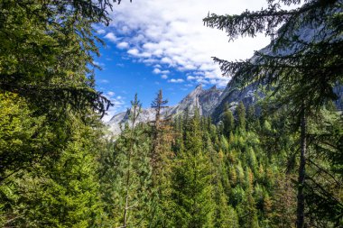 Pralognan la Vanoise 'deki dağ ve orman manzarası. Fransız Alpleri