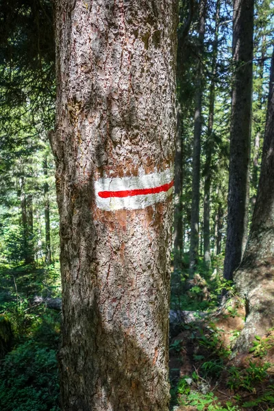 Marca Blanca Roja Tronco Árbol Bosque Pralognan Alpes Franceses — Foto de Stock