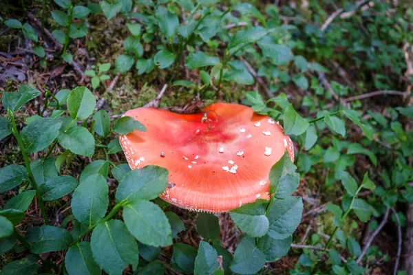 Amanita Muscaria Mosca Agarico Fungo Delle Feci Rospo Vista Vicino — Foto Stock