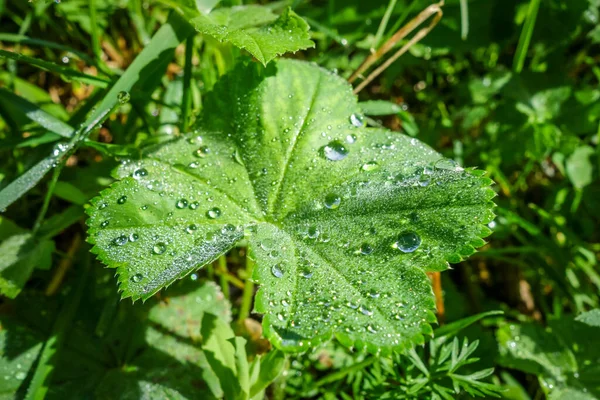 Primer Plano Gotas Agua Hojas Verdes Luz Mañana — Foto de Stock