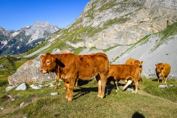 Vacas Pastos Alpinos Pralognan Vanoise Alpes Franceses — Foto de Stock