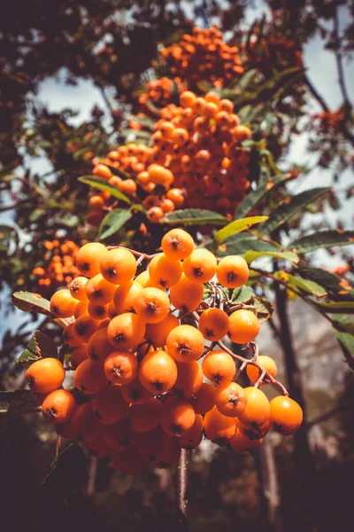 Rowan Tree Berries Vanoise National Park Valley Savoy French Alps — Stock Photo, Image