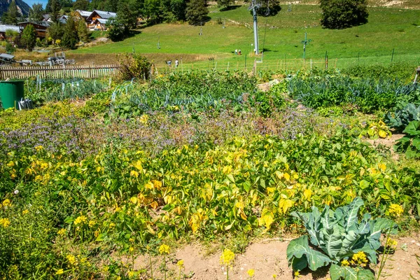 Sırayla Ekili Organik Sebze Bahçesi — Stok fotoğraf