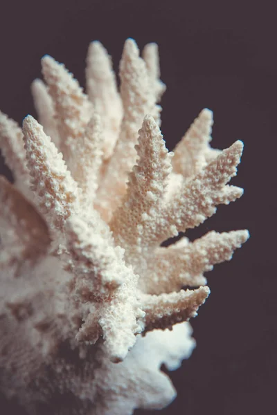 Dry coral branch isolated on black background