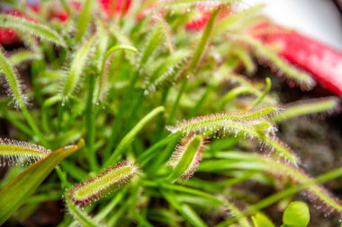 Güneş delikleri etobur bitkiler. Drosera Capensis yakın plan görüntüsü