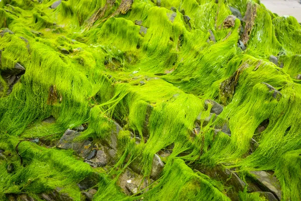 Green Algae Rock Closeup Background Texture — Stock Photo, Image