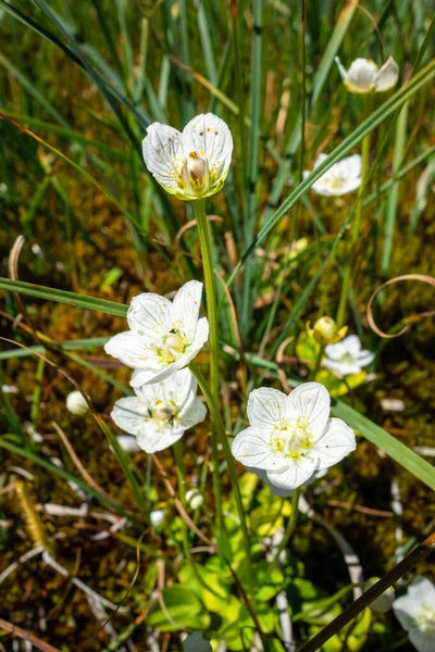 Parnassia Palustris Flowers Close View Vanoise National Park France — Stock Photo, Image