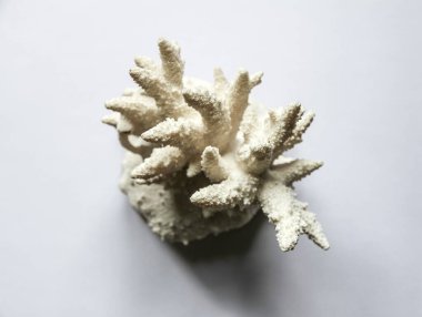 Kuru mercan dalı beyaz arkaplanda izole edildi