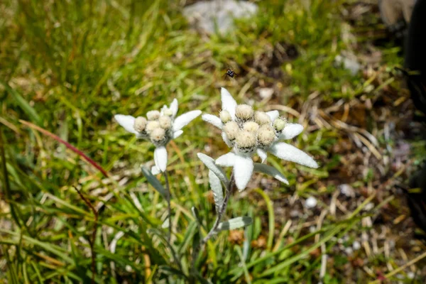 Edelweiss Kwiaty Bliska Widok Vanoise National Park Francja — Zdjęcie stockowe