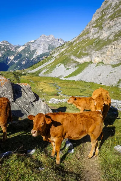 Vacas Pastos Alpinos Pralognan Vanoise Alpes Franceses — Foto de Stock