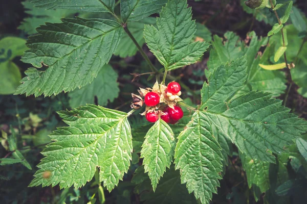 Stone Bramble Rubus Saxatilis Vanoise National Park Valley Savoy French — Stock Photo, Image