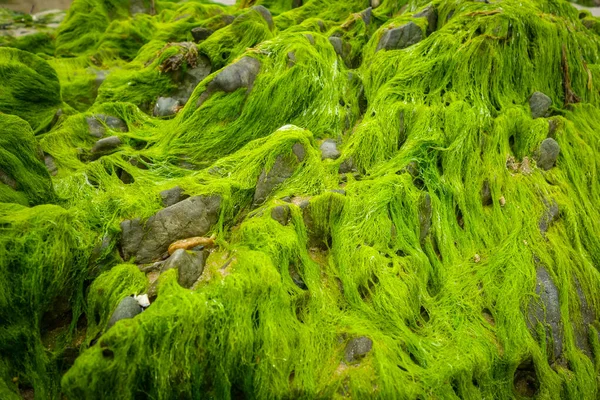 Green Algae Rock Closeup Background Texture — Stock Photo, Image