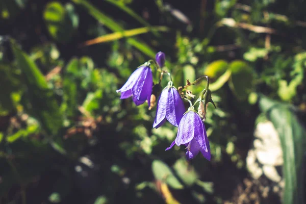 Campanula Kwiaty Bliska Widok Vanoise National Park Francja — Zdjęcie stockowe