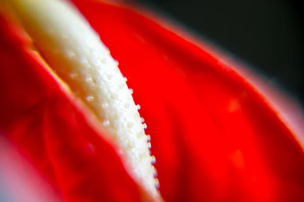 Червона Квітка Антуріуму Крупним Планом Перегляд Макросів — стокове фото
