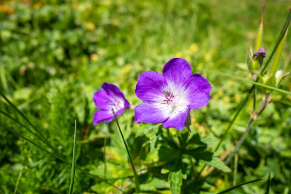 Geranium Sylvaticum Dzikie Kwiaty Widok Bliska Parku Narodowym Vanoise Francja — Zdjęcie stockowe