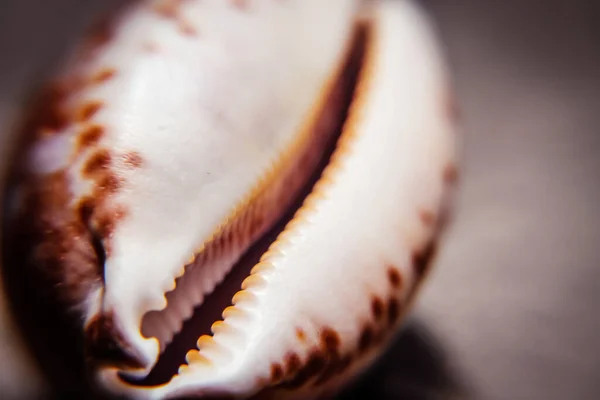 Cypraea Conchiglia Vista Vicino Macro Sfondo Astratto — Foto Stock