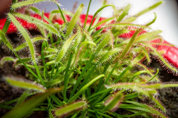 Sárgadinnye Húsevő Növény Drosera Capensis Közelkép — Stock Fotó