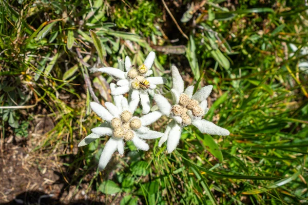 Edelweiss Flowers Close View Vanoise National Park France — Stock Photo, Image