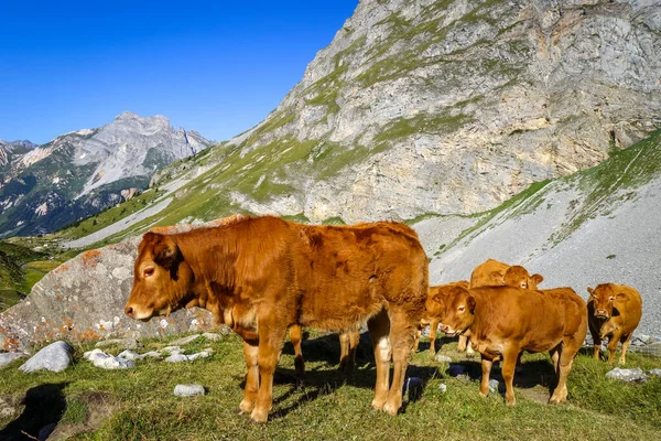 Alp Otlaklarında Inekler Pralognan Vanoise Fransız Alpleri — Stok fotoğraf