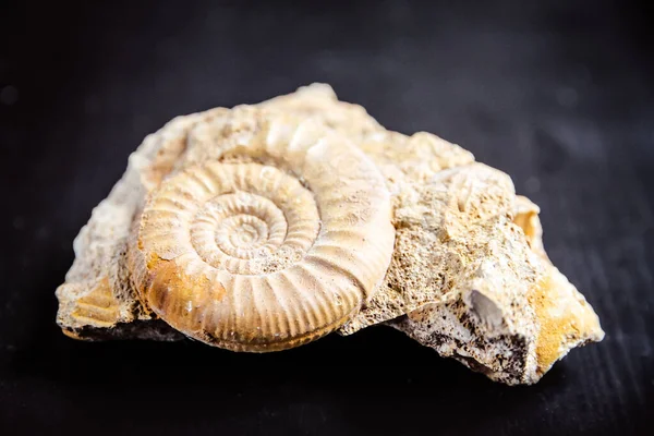 Ammonit Fossil Isolerad Svart Bakgrund Närbild — Stockfoto