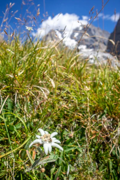 Fleurs Edelweiss Vue Rapprochée Dans Parc National Vanoise France — Photo