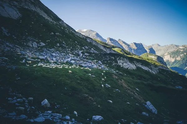 Ovelhas Pasto Alpino Pralognan Vanoise Alpes Franceses — Fotografia de Stock