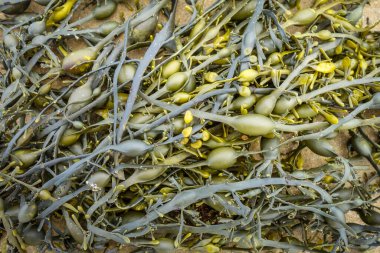 Kumdaki yosunlar. Yakın plan görünümü soyut arkaplan