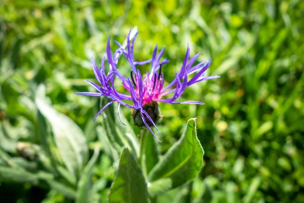 Centaurea Montana Flowers Close View Vanoise National Park France — Stock Photo, Image