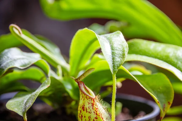 Nepenthes Плотоядное Растение Закрыть Фон Вида — стоковое фото