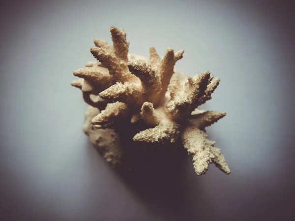 Dry white coral branch close up detail.