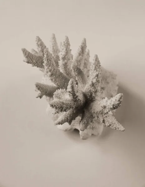 Suché Korálové Větve Izolované Bílém Pozadí — Stock fotografie