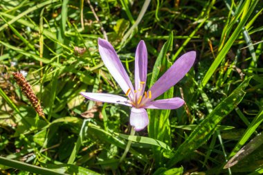 Fransa 'daki Vanoise Ulusal Parkı' nda Colchicum alpinum yaban çiçekleri kapanıyor