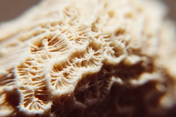 干白珊瑚质感宏观视图 壁纸背景 — 图库照片