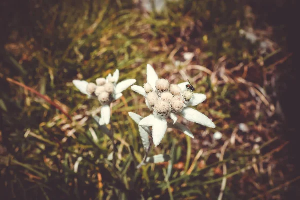 Edelweiss Flowers Close View Vanoise National Park France — Stock Photo, Image