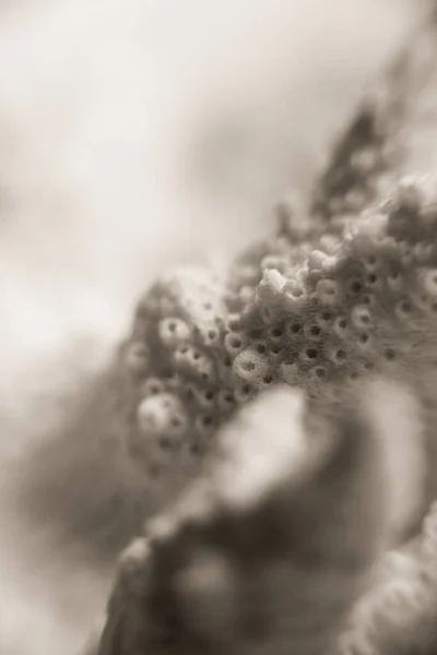 Dry white coral branch close up detail.