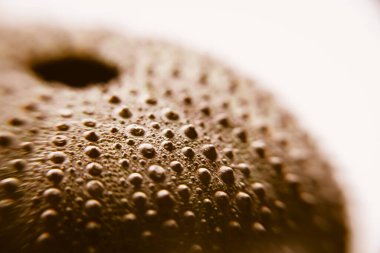 Kuru deniz kestanesi soyut makro görünümü. Arkaplan dokusu