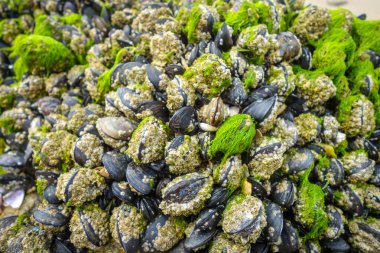 Bir kayanın üzerinde sallanan midyeler. Arkaplan duvar kağıdı