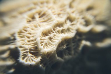 Kuru beyaz mercan deseni makro görünümü. Duvar kağıdı arkaplanı