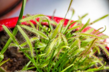 Güneş delikleri etobur bitkiler. Drosera Capensis yakın plan görüntüsü