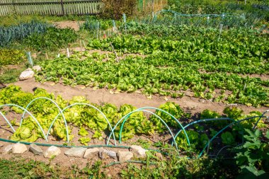 Sırayla ekili organik sebze bahçesi.