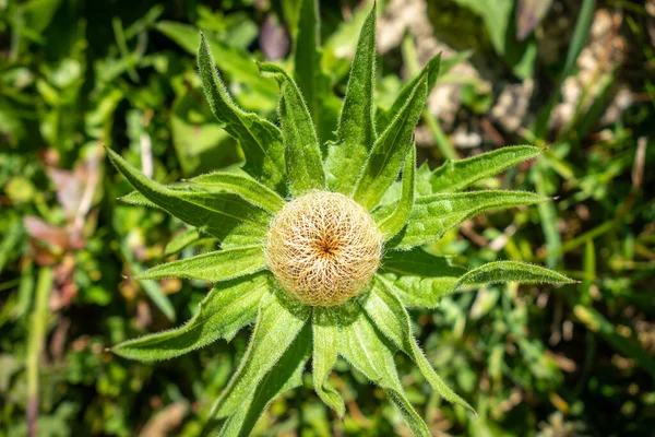 Centaurea nervosa yabani çiçekleri Vanoise Ulusal Parkı, Fransa 'da görülür.